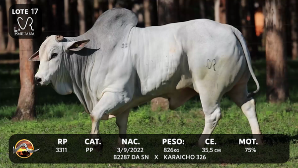 Lote LOTE 17