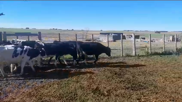Lote 18 Terneros Holando en San Gregorio