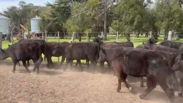 Lote 45 Terneras