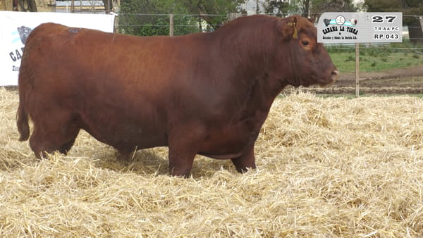 Lote TOROS PUROS CONTROLADOS