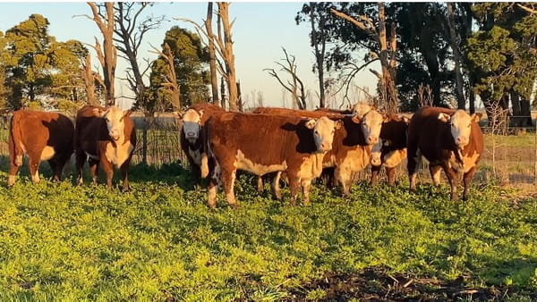 Lote Vivoratá Vaquillonas PR - Preñadas parición otoño 2022