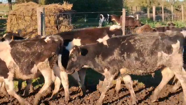 Lote 16 Terneros Holando en Ruta 23 Km 120