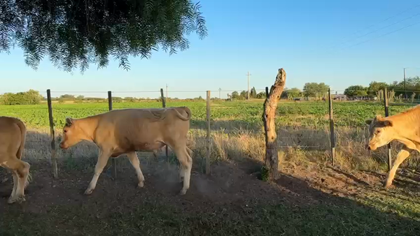Lote Terneros y Terneras