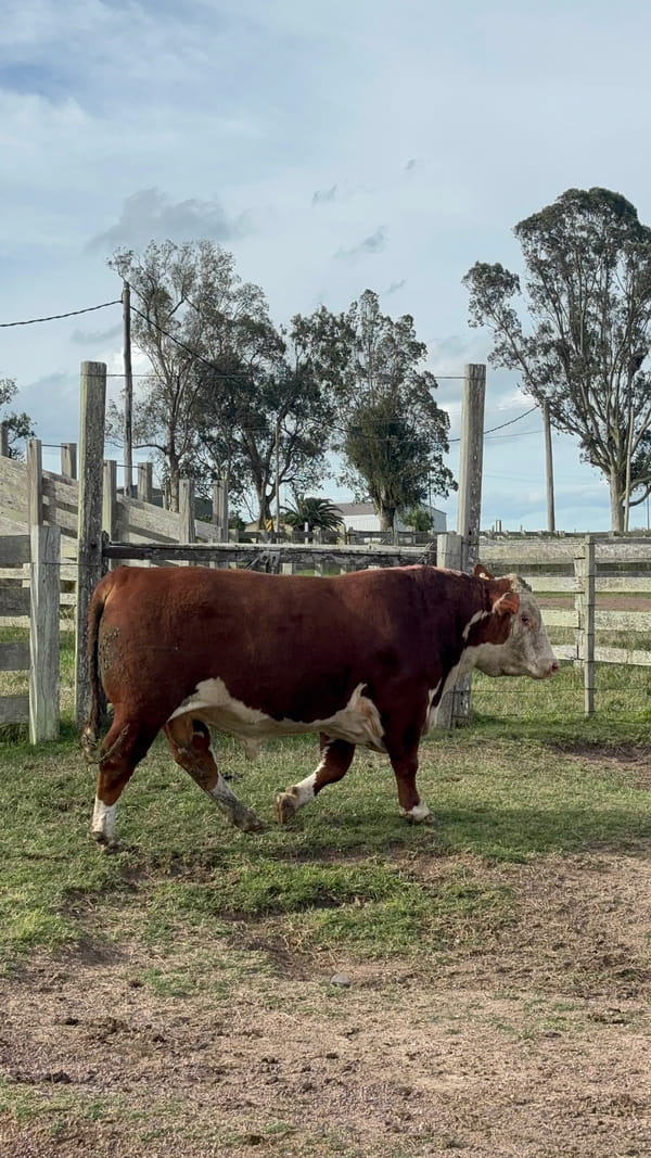 Lote Doña Elisa RP 601