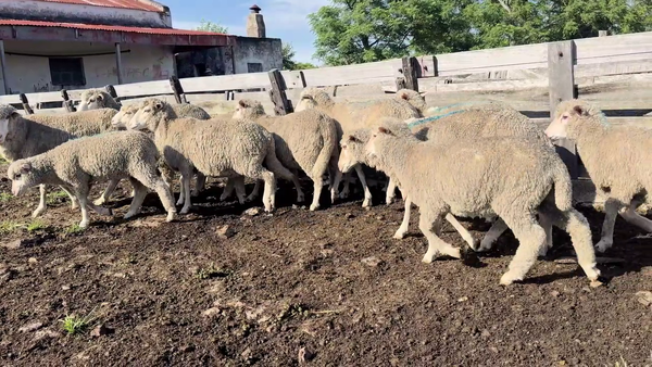 Lote OVEJAS PIEZAS DE CRIA
