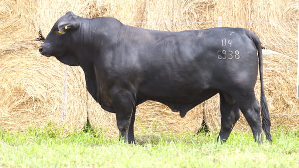Lote LOTE 74