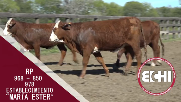 Lote VAQUILLAS P/SERV. BRAFORD CABAÑA MARIA ESTER