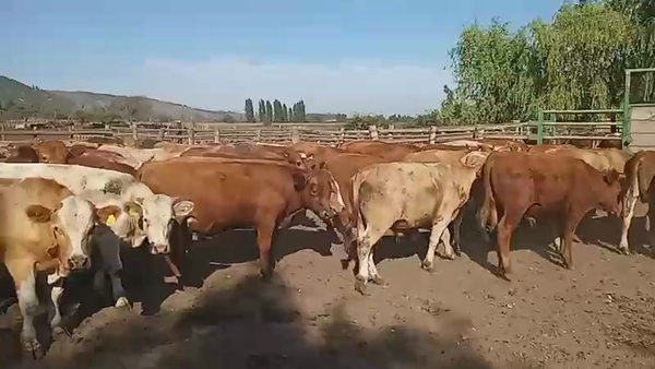 Lote 50 Novillo Engorda en Romeral, VII  Región Maule