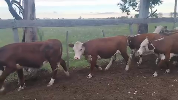 Lote 65 Vaquillonas en Villa Elisa, Entre Ríos