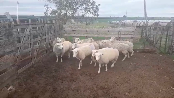 Lote (Vendido)11 Borregas encarneradas TEXEL en PUNTA DE ARENALES