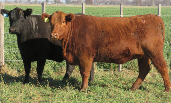 Lote Vaquillonas  Angus -  Don Pedro