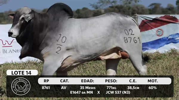 Lote LOTE 14