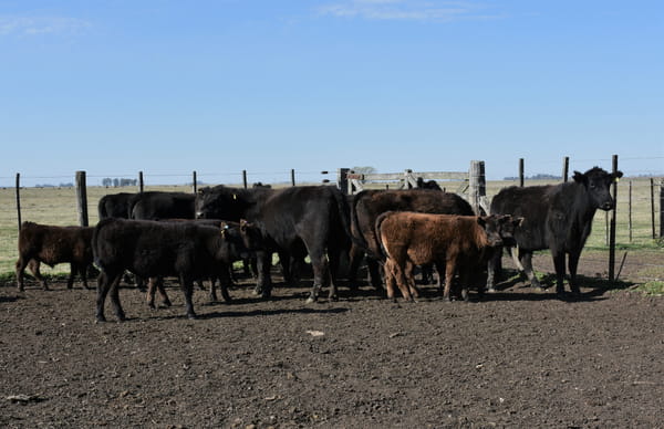Lote VAQUILLONAS CON CRIA