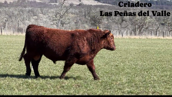 Lote 1 Toro