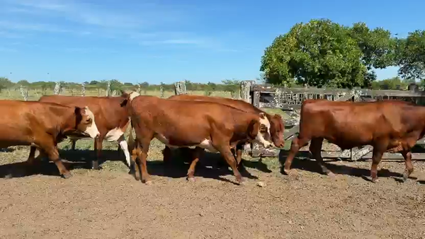 Lote 41 Novillos