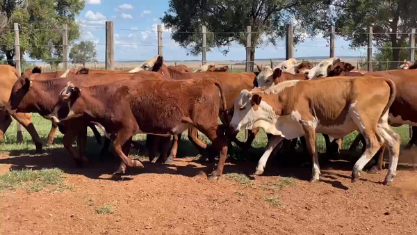 Lote 45 Vaquillonas en Virasoro, Corrientes