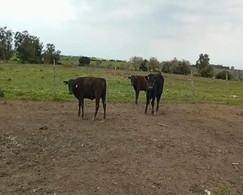 Lote (Vendido)3 Terneros Cruzas en Laurel