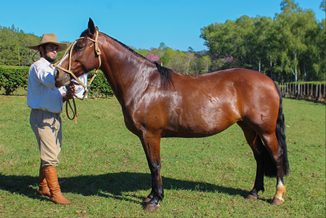 Lote CHAKE GUITARRA CHAMAMECERA
