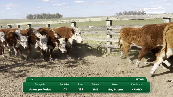Lote 103 Vacas preñadas 395kg - , Artigas