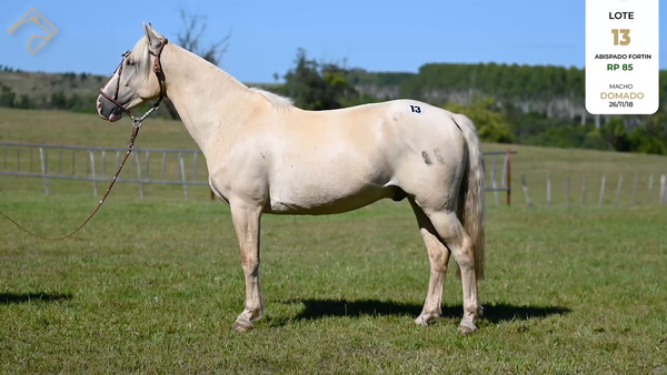 Lote ABISPADO FORTIN