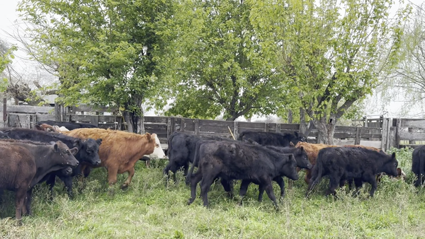 Lote 70 Terneros/as en Santa Fe, Helvecia
