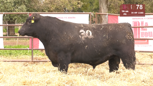 Lote TOROS ANGUS NEGROS  PC