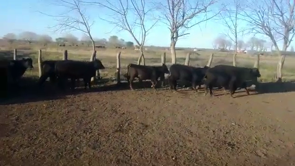 Lote 72 Terneros/as en Buenos Aires, Pellegrini