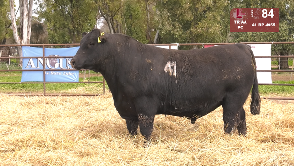 41 4055 — TOROS ANGUS NEGROS  PC