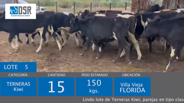 Lote 15 Terneras 150kg - , Flores