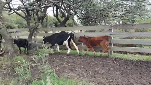 Lote 4 Piezas de cría 280kg - , San José