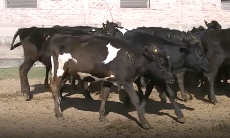 Lote 21 Vaquillonas en Esperanza, Santa Fe