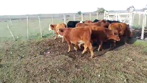 Lote Terneros HE-AA 10