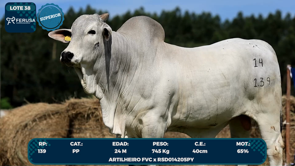 Lote LOTE 38