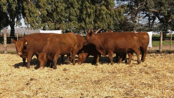 Lote VAQUILLONAS  PC  PARICION OTOÑO