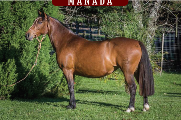 Lote CARDENAL PITANGA