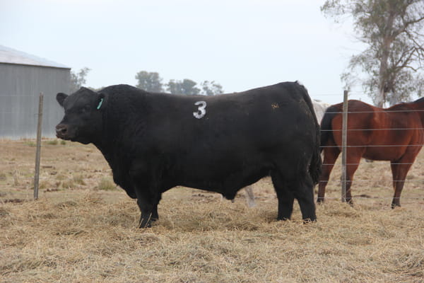Lote TOROS PUROS DE PEDIGREE