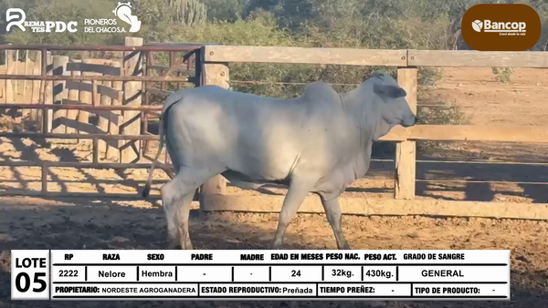 Lote Lote 5