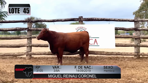 Lote Nacional de Otoño Brangus Campo - Lote 45
