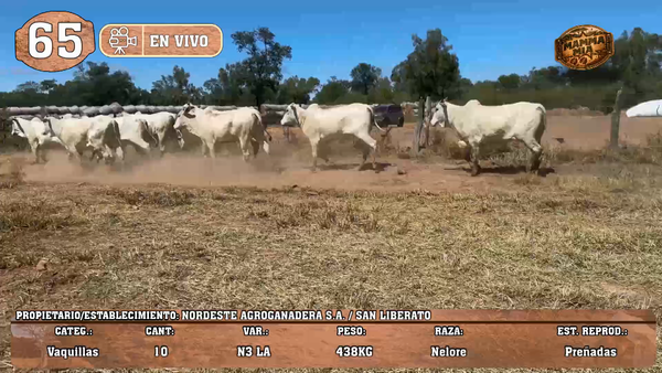 Lote LOTE 65 -EN VIVO