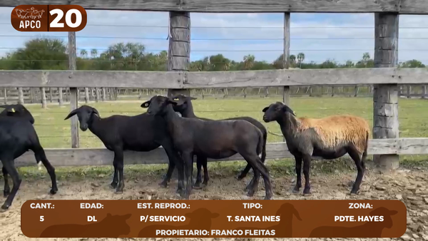 Lote LOTE 20 -POR PANTALLA