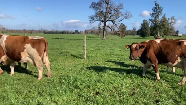 Lote 20 Vaca Exportación en Purranque, X Región Los Lagos