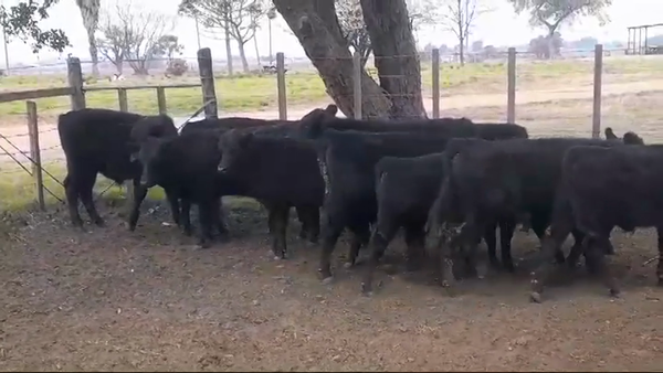 Lote (Vendido)12 Terneros ANGUS 170kg -  en OMBUES DE LAVALLE