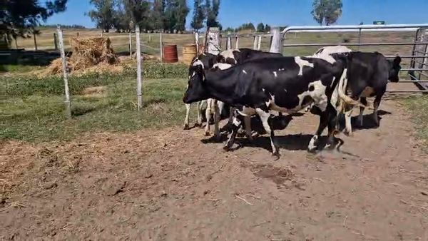 Lote 7 Terneras, San José