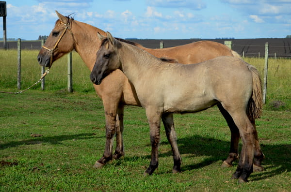 Lote APARECIDA DE ZAMORA 12