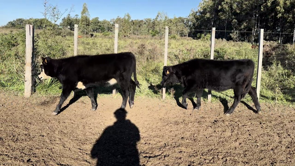  TERNEROS Y TERNERAS