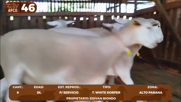 Lote LOTE 46 -POR PANTALLA