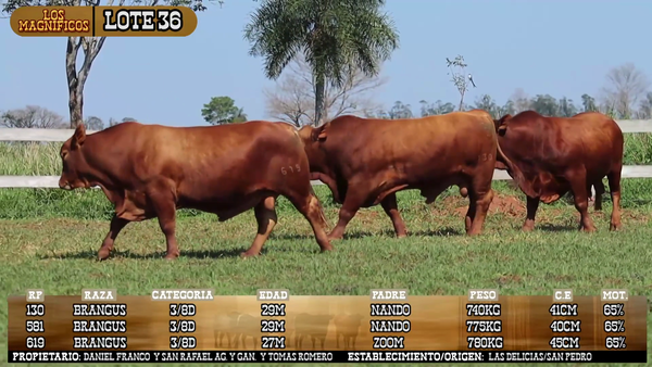 Lote LOTE 36