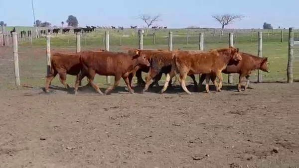 Lote (Vendido)6 Terneras ANGUS COLORADO 250kg -  en JUAN GONZALEZ