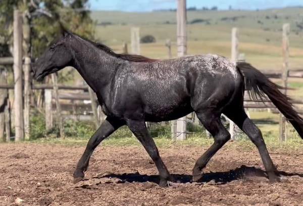 Lote DORADO DEL CEIBAL