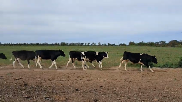 Lote 20 Novillitos Holando en Porteña, Córdoba